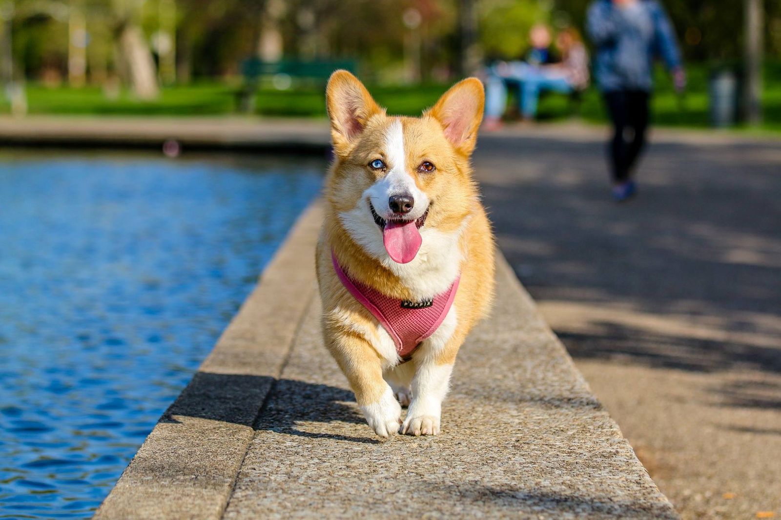 Traer a tu perro o gato a España: guía 2026