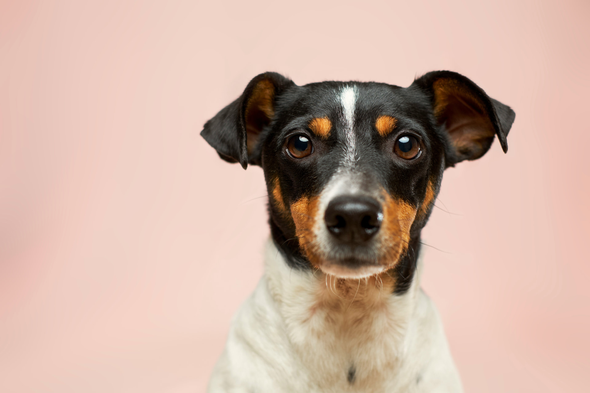 Perros potencialmente peligrosos en Valencia: las 15 razas, la licencia y el seguro