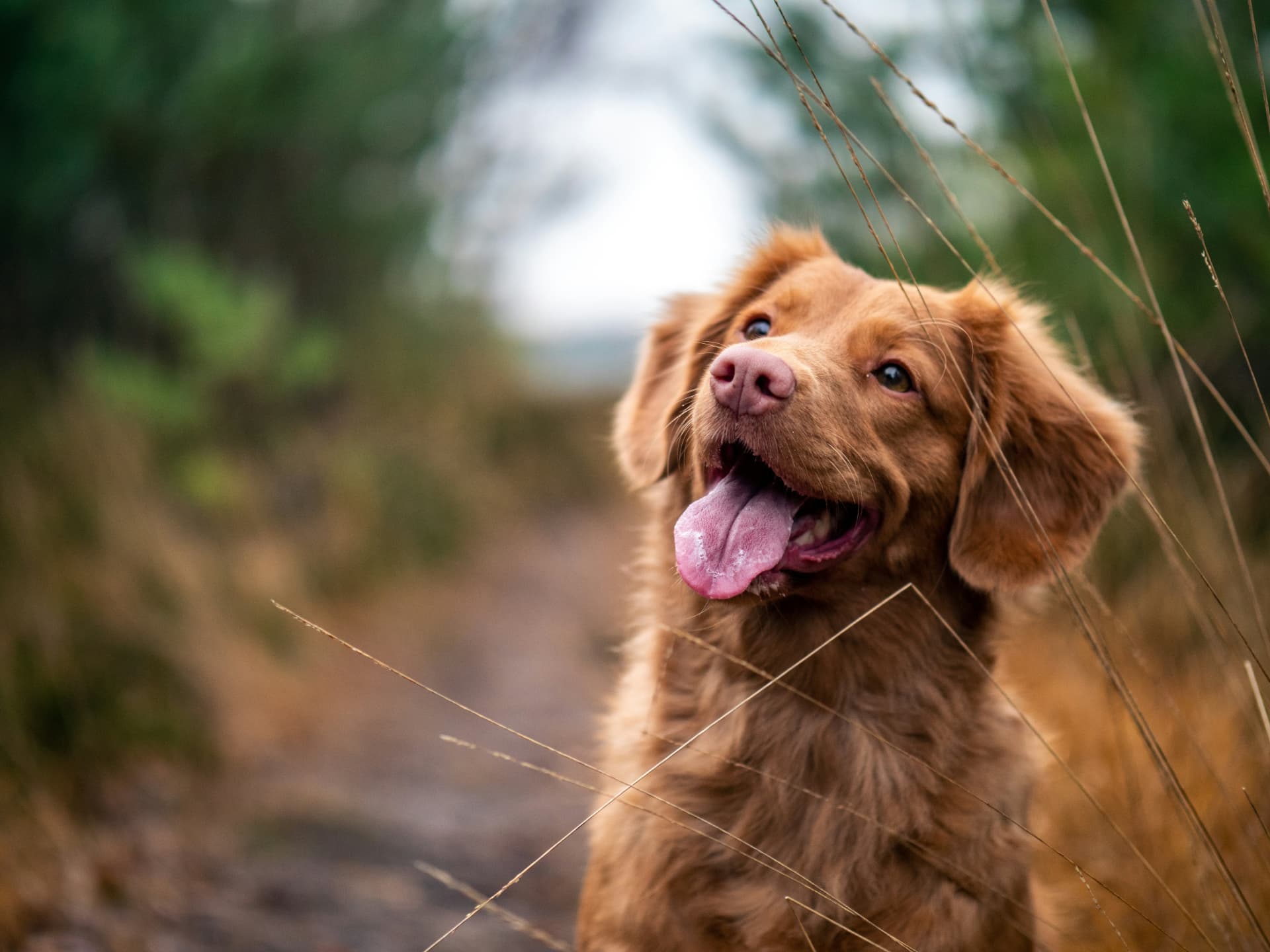 Antes del viaje: microchip, vacuna antirrábica y certificado veterinario con sus plazos